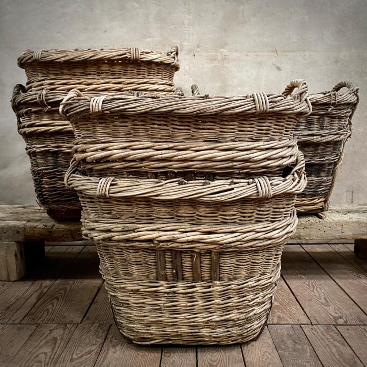 Champagne grape harvest baskets 