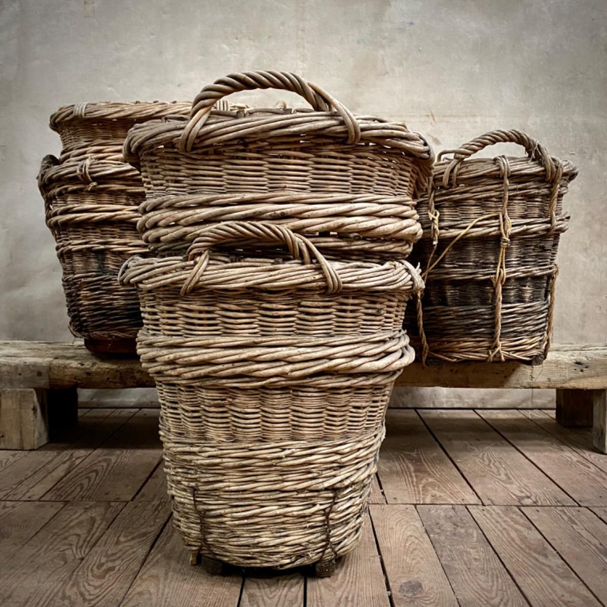 Champagne grape harvest baskets 