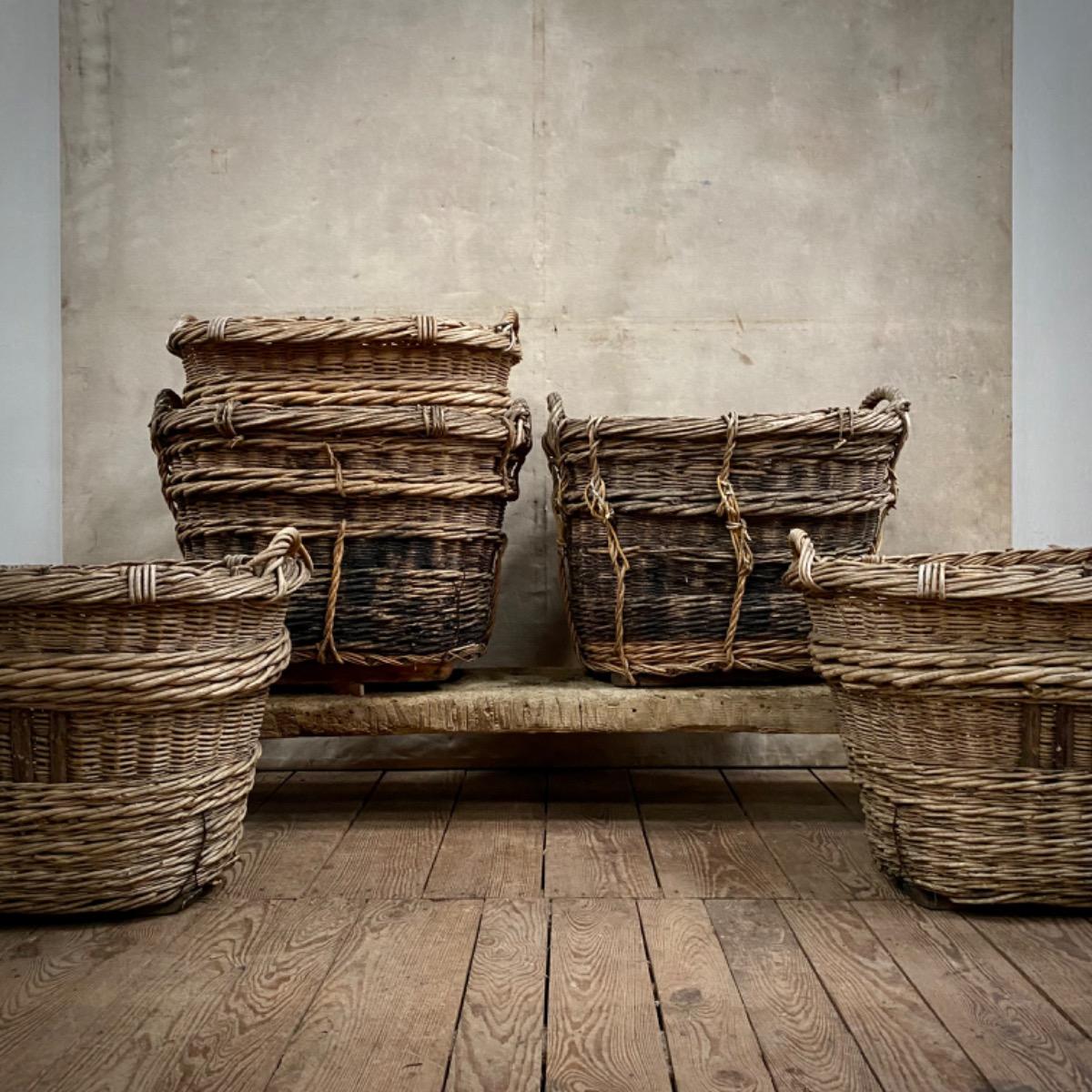 Champagne grape harvest baskets 