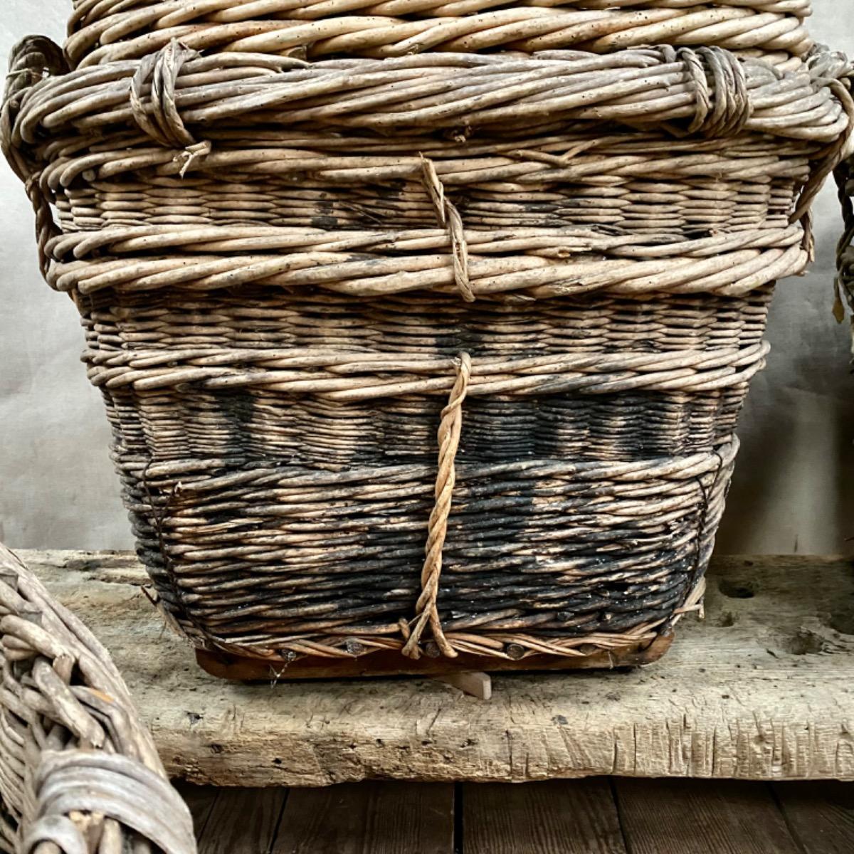 Champagne grape harvest baskets 