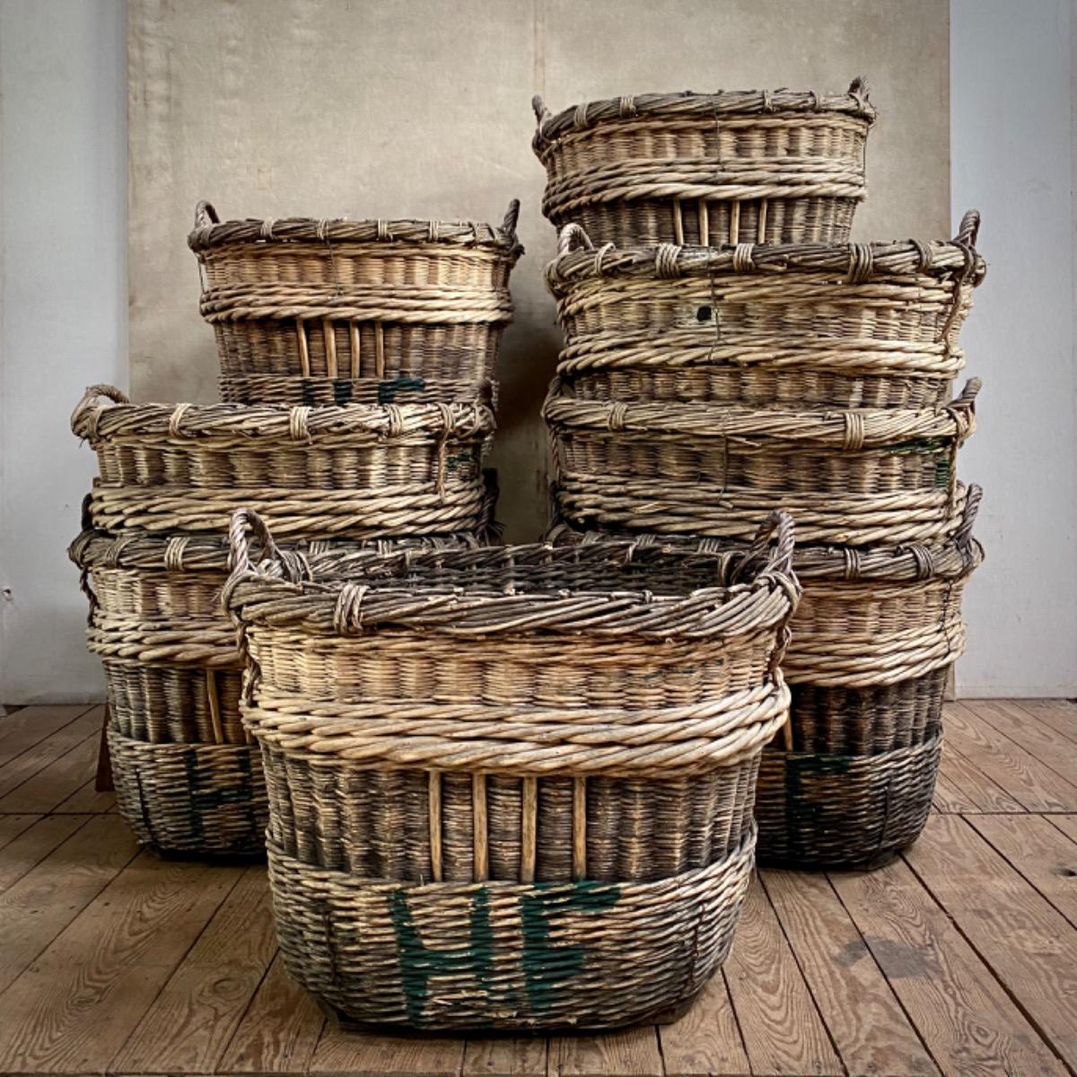 Champagne grape harvest baskets 