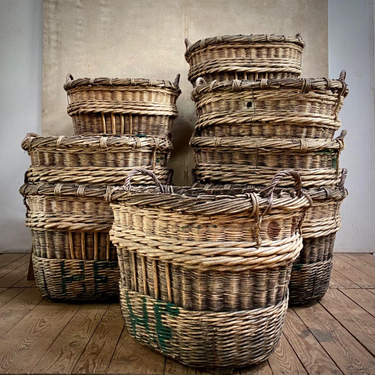 Champagne grape harvest baskets 