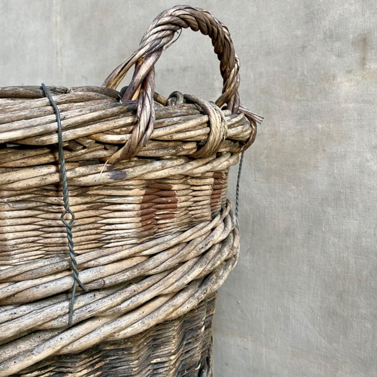 Champagne grape harvest baskets 