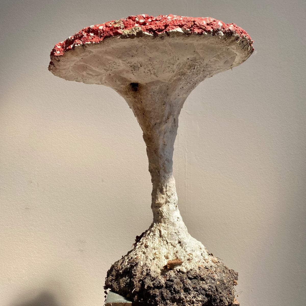 Garden mushrooms