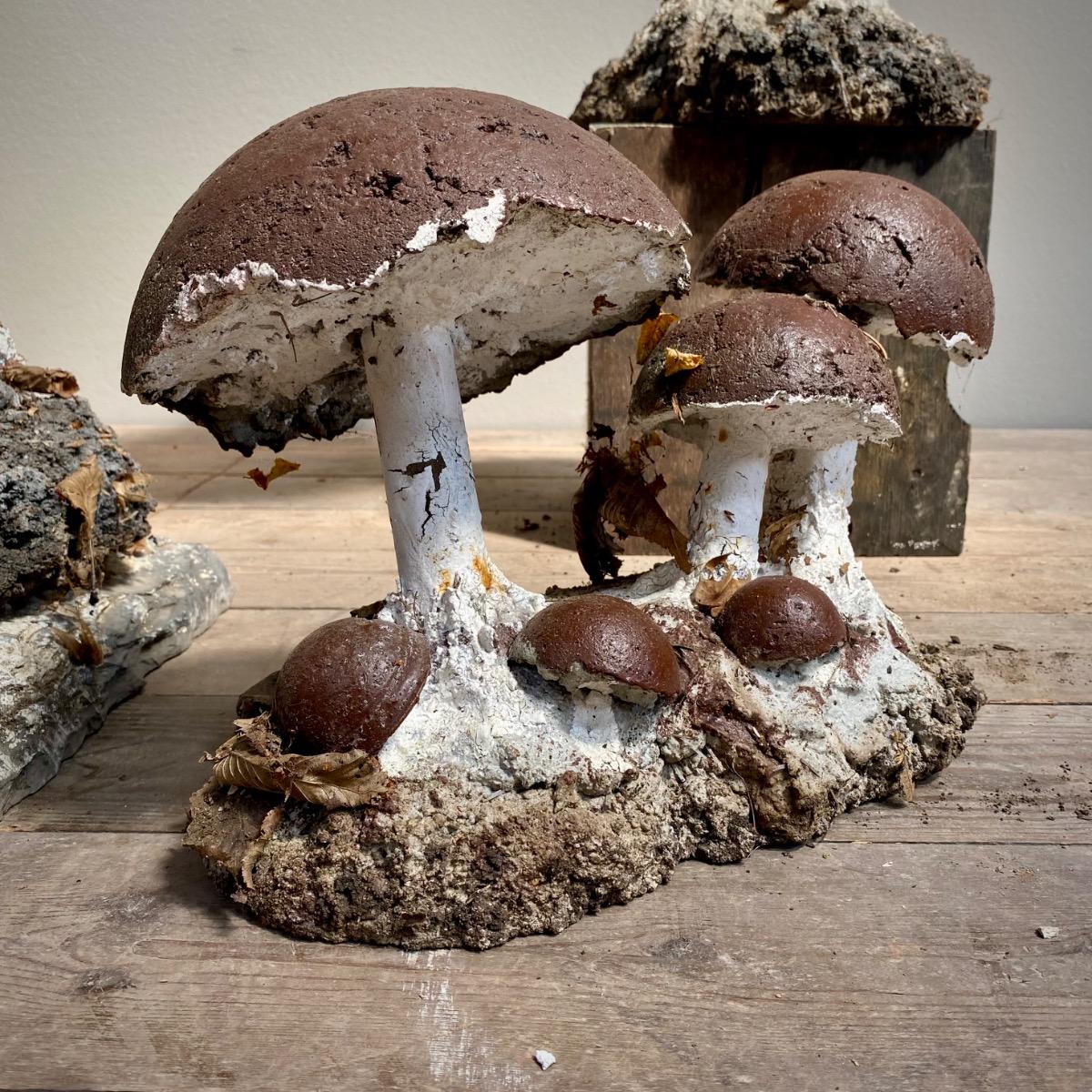 Garden mushrooms